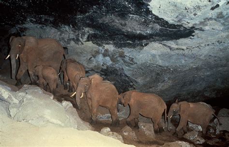 Cave life: creatures that lurk in the shadows | Natural History Museum