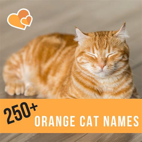 250+ Best Ginger Cat Names - PetHelpful