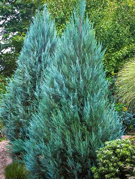 Moonglow Juniper | Evergreen landscape, Easy landscaping, Blue point juniper