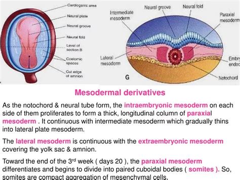 PPT - Mesodermal derivatives PowerPoint Presentation, free download ...