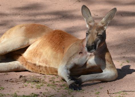 brown kangaroo free image | Peakpx