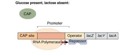 Lac Operon: Mechanism and Regulation • Microbe Online