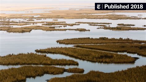 Insects Feast on Louisiana Wetlands, Inviting the Gulf In - The New York Times