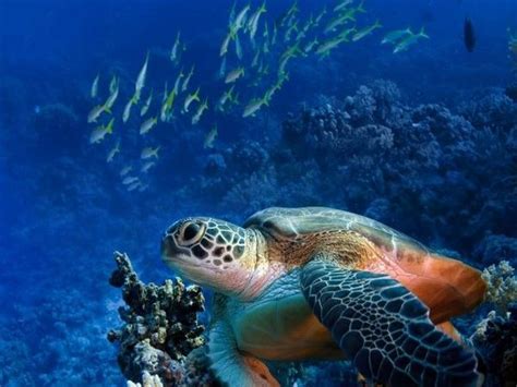 Snorkeling Maui Turtle Town - desolateable