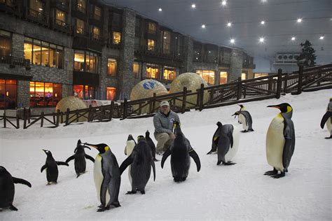 It is happening in the UAE - yes it is! : Ski Dubai @SkiDubai funds Antarctic penguin ...