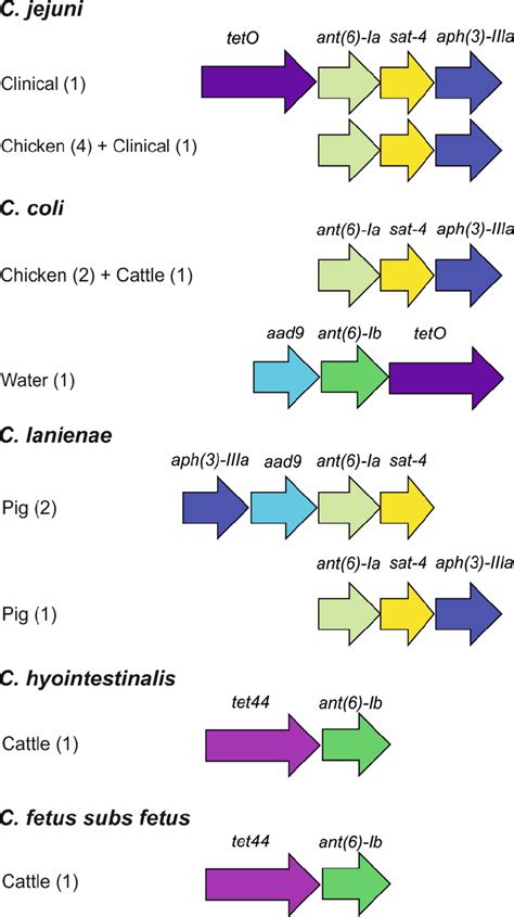 13. Genetic organization of AMR genes in Campylobacter. The presence of... | Download Scientific ...