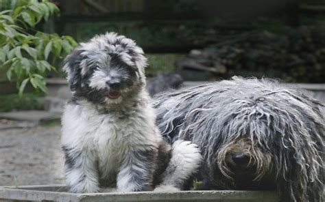 Bergamasco Sheepdog Puppies Behavior And Characteristics In Different ...