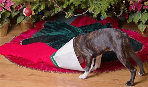 Top 12 Best Dog Christmas Stocking Options for 2017's Holiday