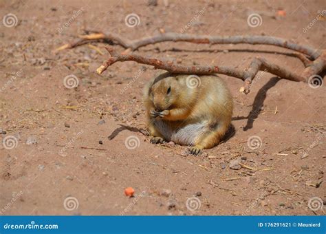 Prairie Dogs are Burrowing Rodents Native To the Grasslands of North America. Stock Image ...