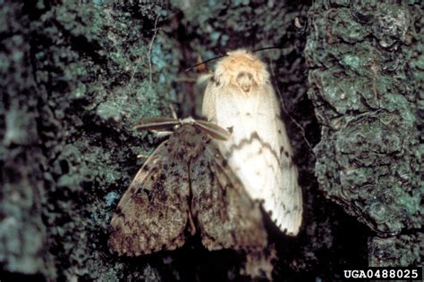 spongy moth (formerly gypsy moth) (Lymantria dispar)