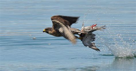 Falcon Images: Peregrine Falcon Diving For Prey