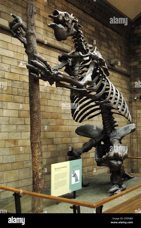 Skeleton of Giant ground sloth (Megatherium americanum). Natural Stock Photo, Royalty Free Image ...