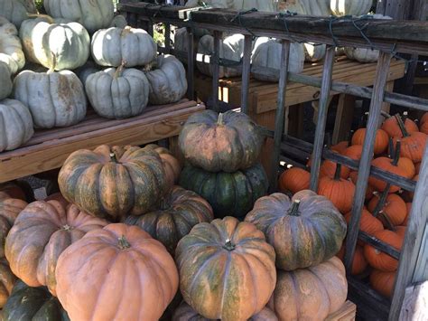 Decorating For Fall With Pumpkins And Gourds | Oak Street Garden Shop and Local Market