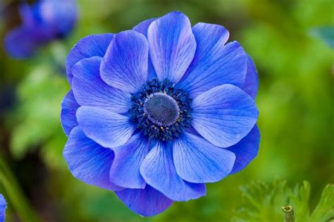 Les fleurs bleues | Fleurs bleues, Fleurs, Anémone