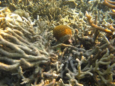 Gambar terumbu karang bawah laut karimunjawa • Biro Wisata Karimunjawa