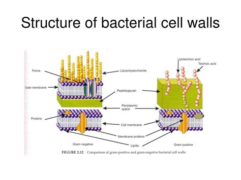 PPT - Principle of disinfection PowerPoint Presentation - ID:175345