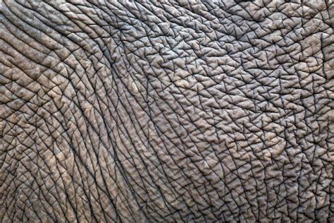 Elephant Skin Texture Stock Photos, Pictures & Royalty-Free Images - iStock