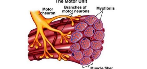 Structure of motor unit | Science online