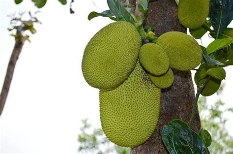 CS asks Horticulture dept to promote jackfruit cultivation - OrissaPOST