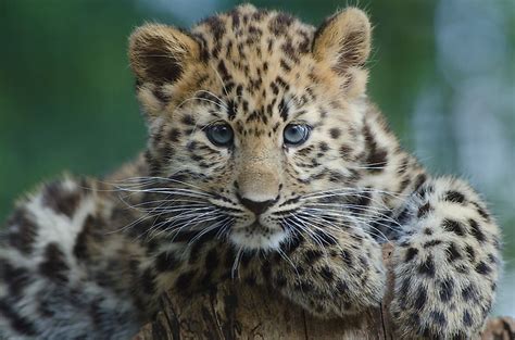 10 of the World's Most Endangered Animal Species - WorldAtlas.com