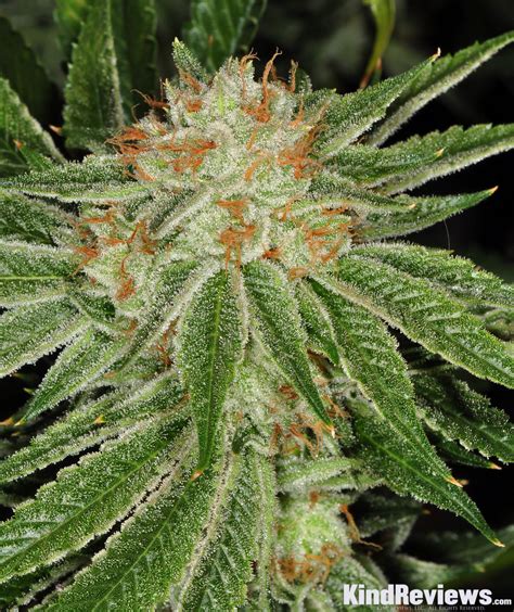 10 Strongest Hybrid Strains On Earth Right Now