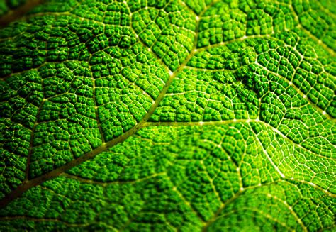 Green Leaf Free Stock Photo - Public Domain Pictures