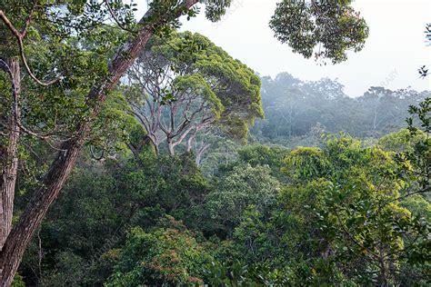 Forest canopy - Stock Image - C037/4839 - Science Photo Library