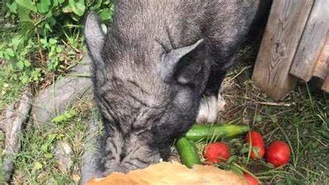 Wilbur, the wily runaway pig, captured | CBC News