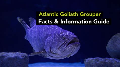 Atlantic Goliath Grouper Facts & Information Guide - sharksinfo.com