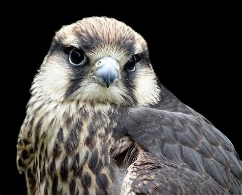 Lanner Falcon Bird Free Stock Photo - Public Domain Pictures