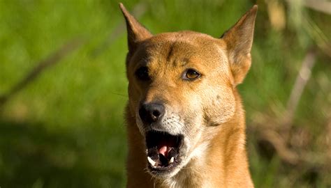 New Guinea singing dog | San Diego Zoo Kids