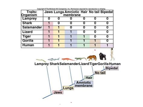 ShowMe - cladogram practice