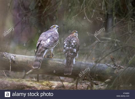 Sparrow Hawk Male Female Stock Photos & Sparrow Hawk Male Female Stock Images - Alamy