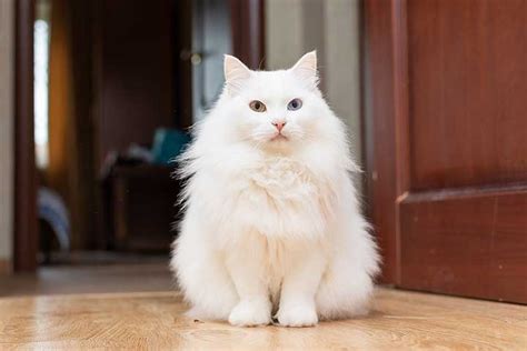 Turkish Angora » Cat Breed Profile: Personality, Care, Pictures