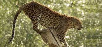 Best Haryana Wildlife Sanctuaries & National Parks