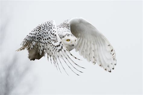 Another Snowy Owl in Flight | Sean Crane Photography