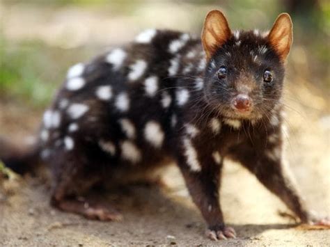 Image result for black eastern quoll | Quoll, Animals, Black