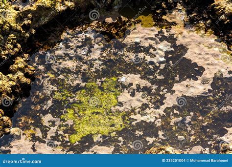 Chitons Fossils on the Beach of Chabahar,iran Stock Photo - Image of algae, iran: 235201004