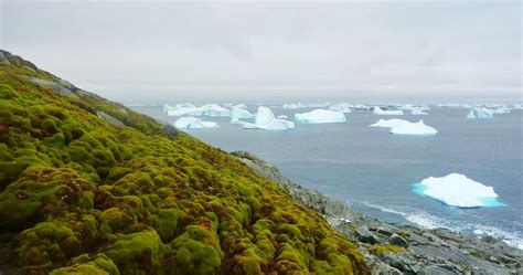 Climate Change Is Turning Antarctica Green