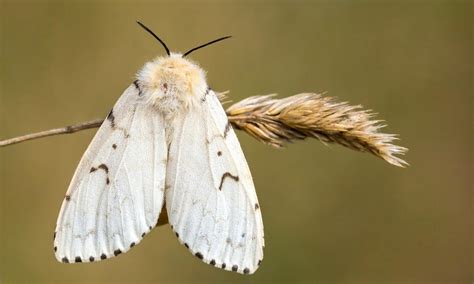 Gypsy Moth | Butterfly Conservation