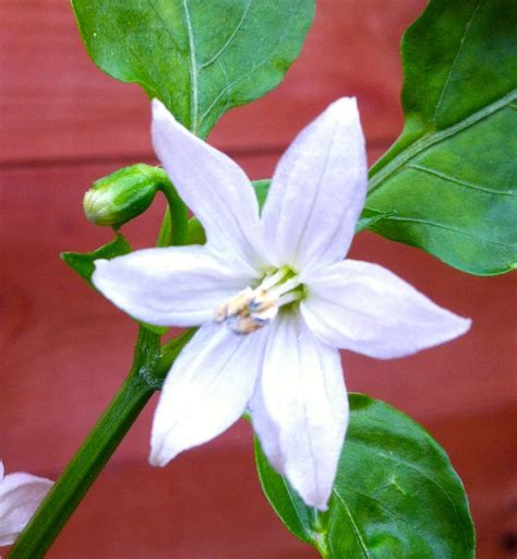 Flower of a Chilli found growing on an allotment on the Island of ...