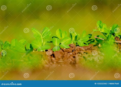 Ground Nuts Field stock photo. Image of outdoor, farmer - 133222342