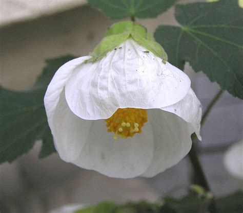 Abutilon x hybridum (Chinese Bellflower, Chinese Lantern, Flowering Maple, Parlor Maple) | North ...