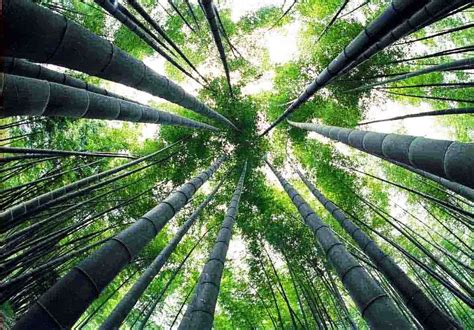 Shunan Bamboo Sea – The Biggest Natural Bamboo Forest | China Tours Online Blog