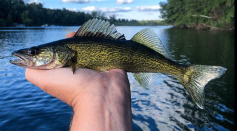 Top Texas Fish Species and Where to Catch Them