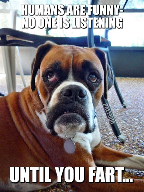 Sarcastic Boxer Dog Meme-Are You Listening?