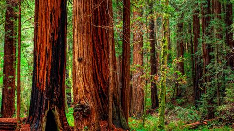 Redwood Desktop Wallpapers - Top Free Redwood Desktop Backgrounds - WallpaperAccess