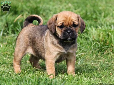 Rules of the Jungle: Puggle puppies