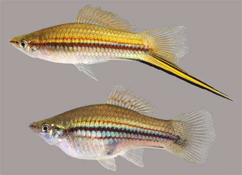 Swordtail Fish - Traits | Breeding | Care | Size | Lifespan - SeaFish