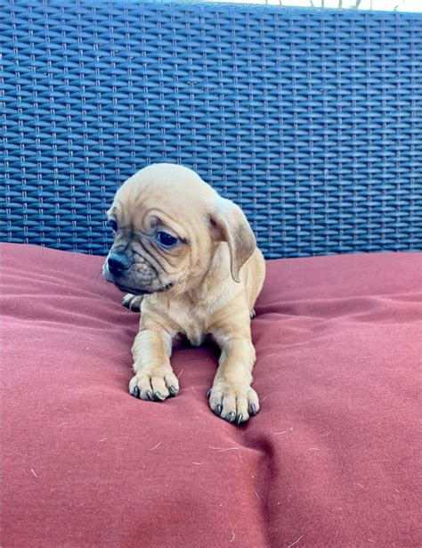 Frenchie/Pug Puppies for sale in Dallas, TX - 5miles: Buy and Sell